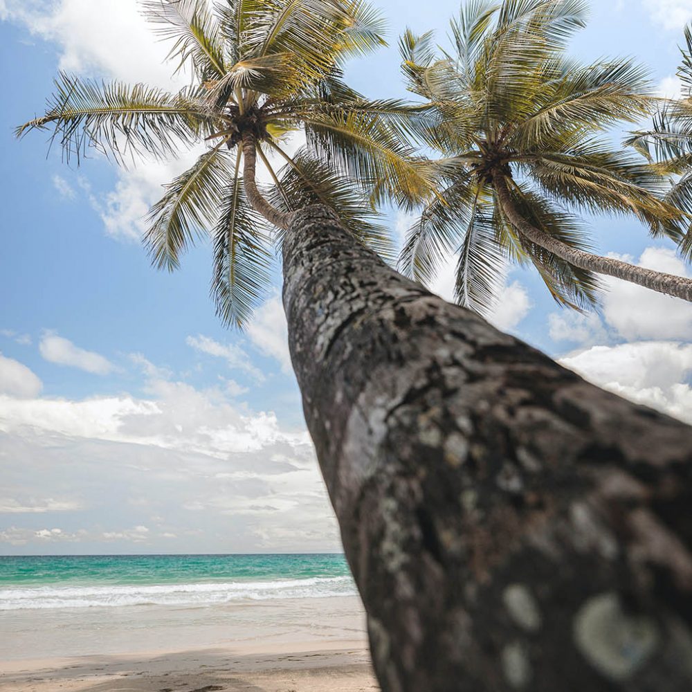 martinique-cocotiers